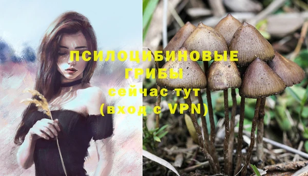 трава Бородино